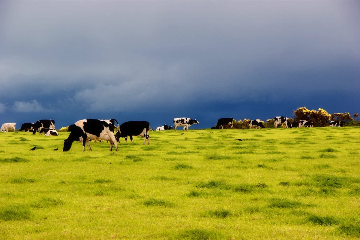 Dairy cows grazing in a green pasture in Ireland