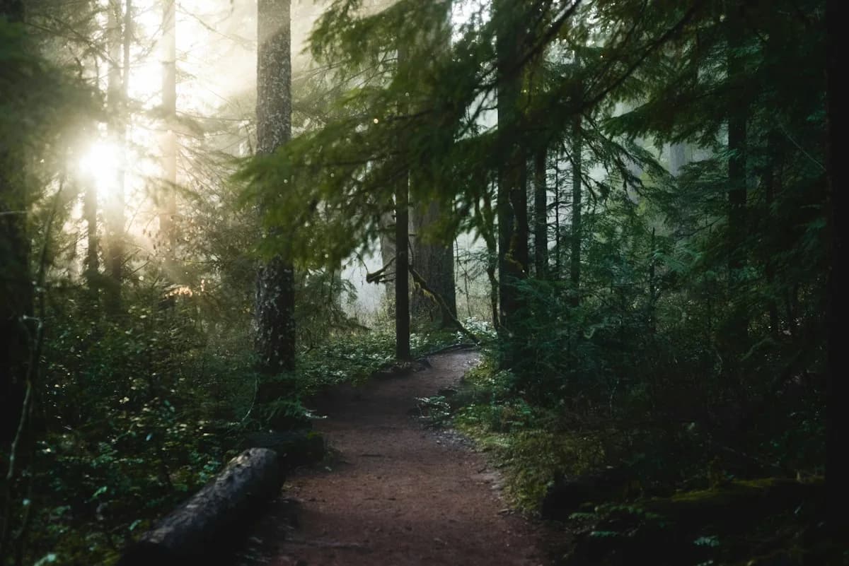 Sunlit path through an evergreen forest