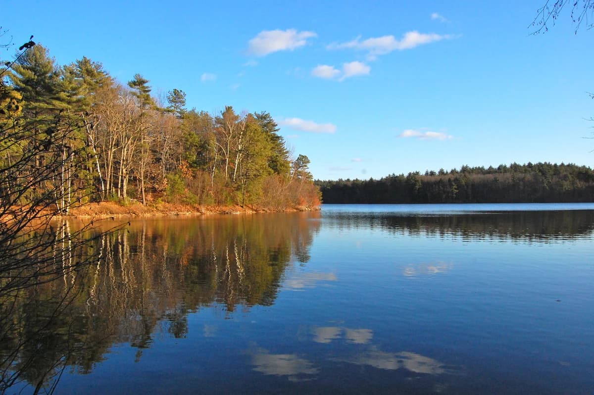 The wooded shore and reflective water of Walden Pond in 2010